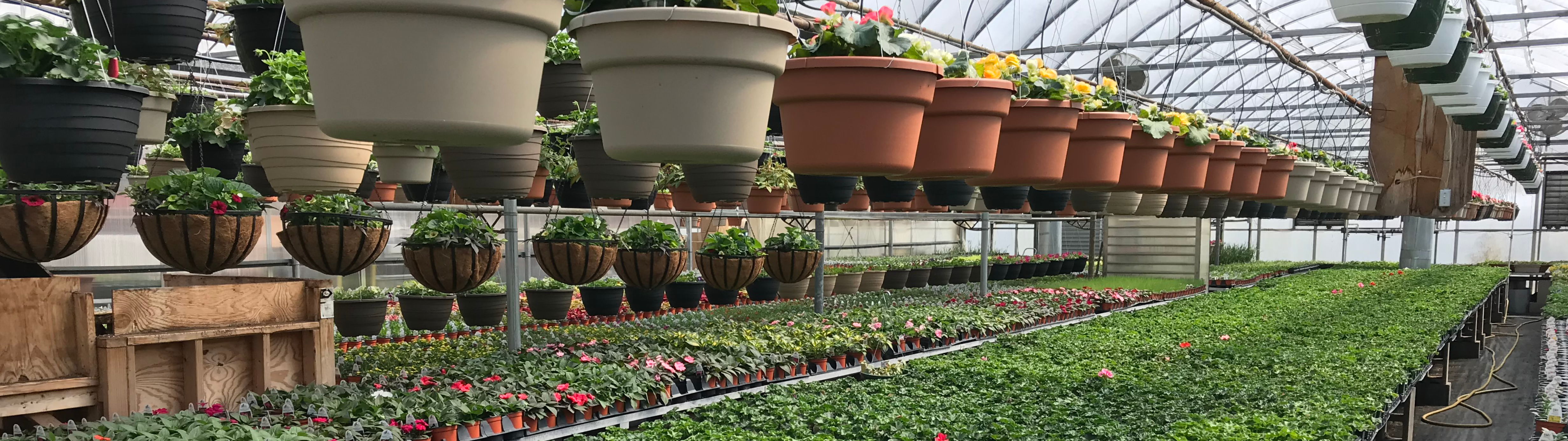 https://www.welchsgreenhouses.com/images/about-in.jpg